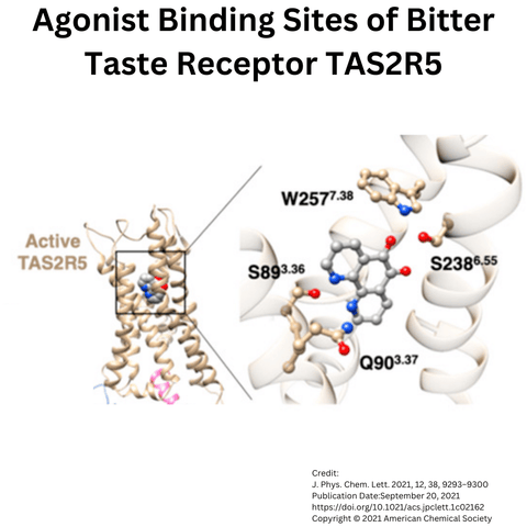 Bitter Blockers: Agonist Binding Sites of Bitter Taste Receptor TAS2R5