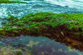 Spirulina growing