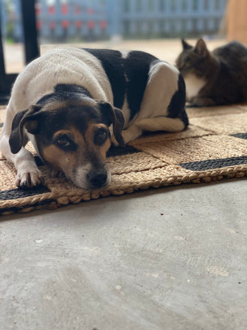 Min hund Kattis (ja märkligt namn) och katten Bibbi är trogna gäster i verkstaden