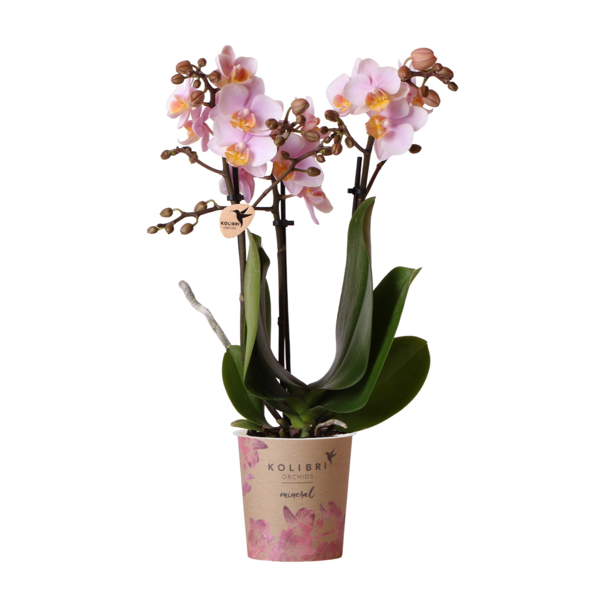 Orchideen Kaktus, 29 Blätter, 160cm hier günstig online bestellen