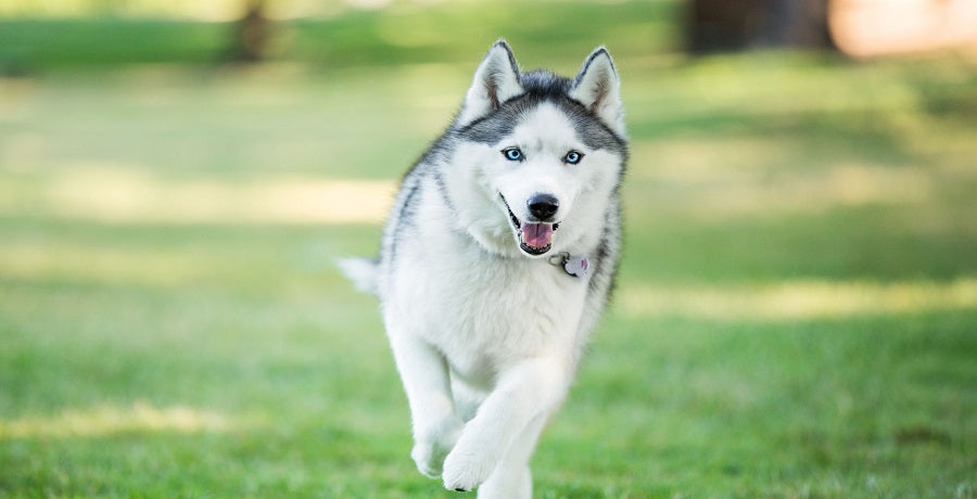 wolf-dog-breeds-siberian-husky-1570411330