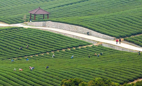 Yixing Tea Fields