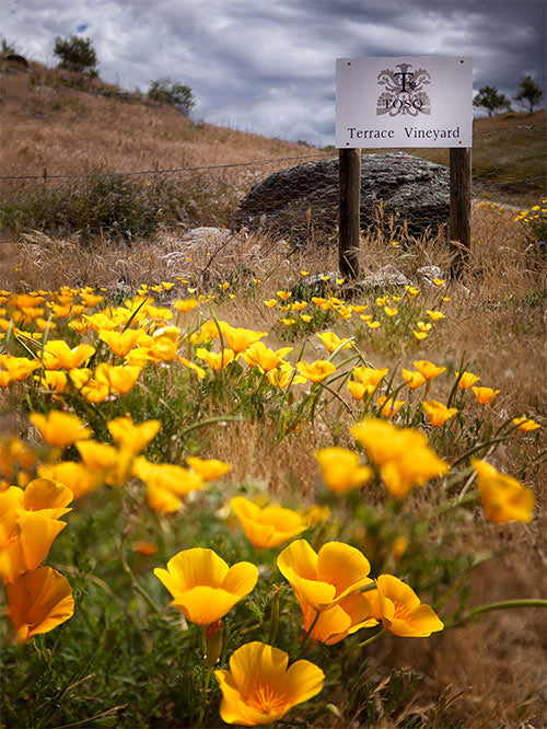 Gallery Tosq Fine Wines Of Central Otago Nz - 