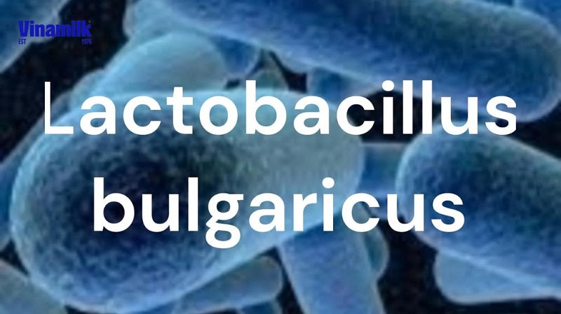 Lợi khuẩn Lactobacillus trong sữa chua