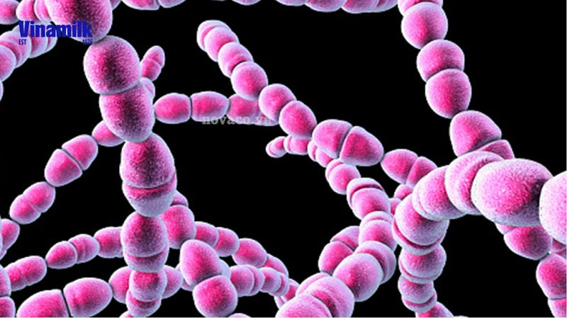 Lợi khuẩn Streptococcus thermophilus