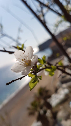 Sprinb blossoms Adriatic Sea Dubrovnik Croatia Banje Beach