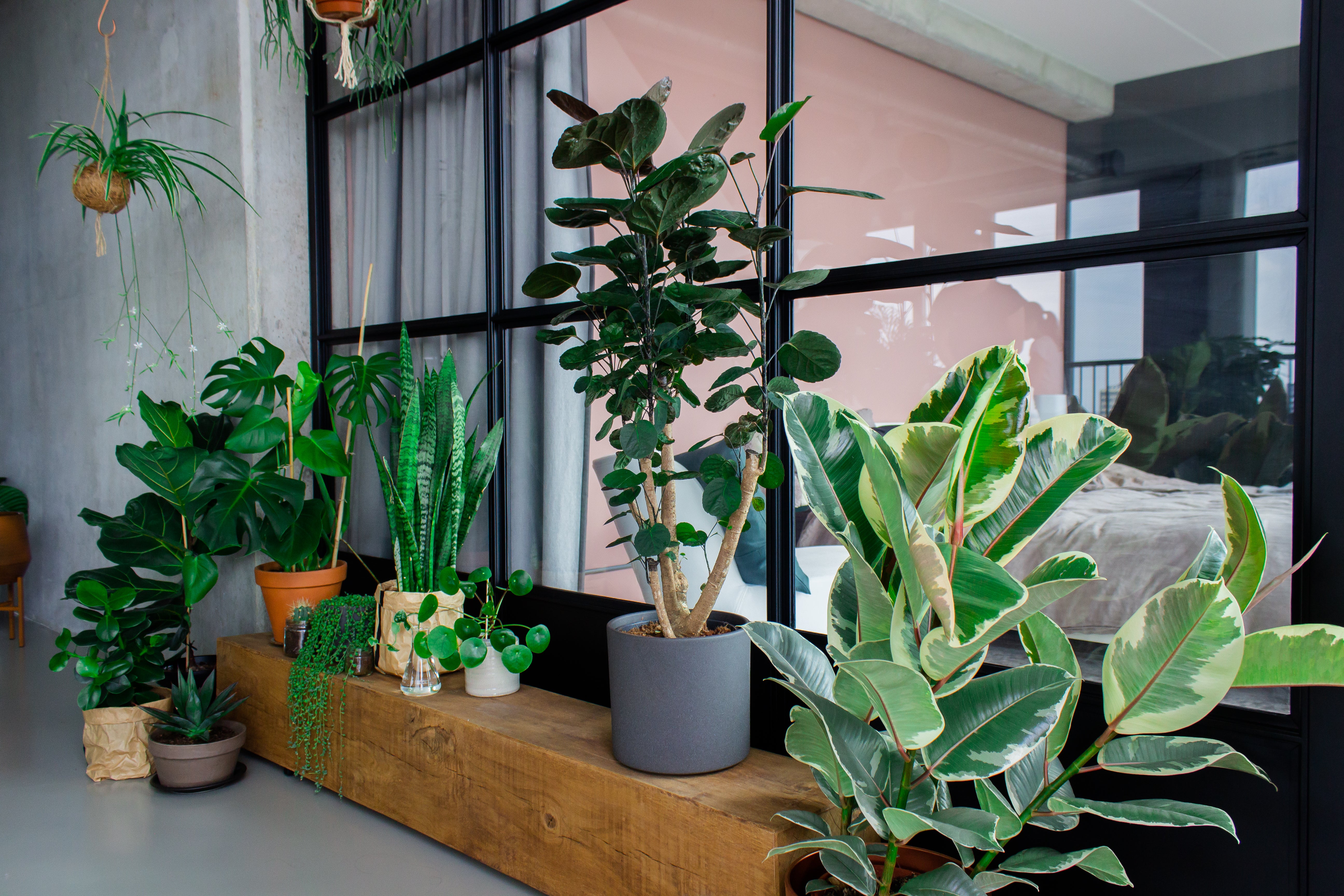 dubbele handleiding Apt Top 10 luchtzuiverende planten voor een gezonder huis - Plantsome