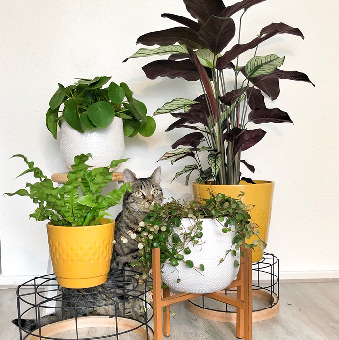 Geleerde Zichtbaar Automatisch 7 planten die veilig zijn voor jouw kat of hond - Plantsome