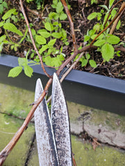 snoeien buitenplanten tuinplanten