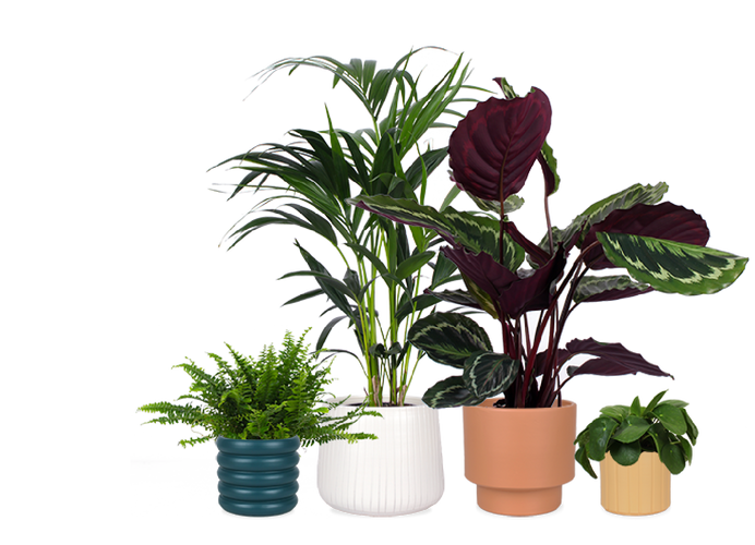 Plantsome Spetterende planten online bestellen