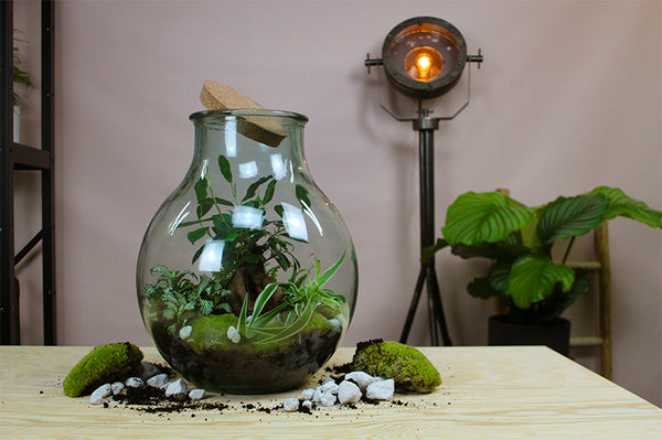 Boris het terrarium | Plantsome