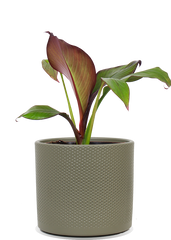 Ensete