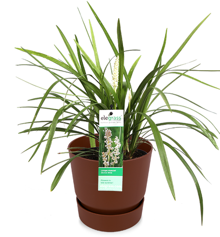 Liriope Muscari Monroe White (leliegras) | Plantsome