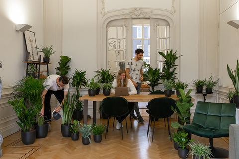 Waarom planten kantoor nemen? – Plantsome