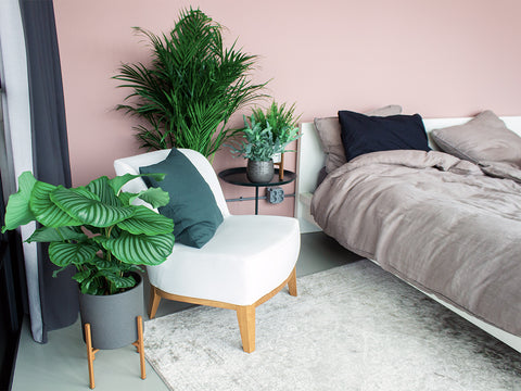 verdwijnen Voorbijgaand favoriete Een plant in elke kamer van je huis! – Plantsome