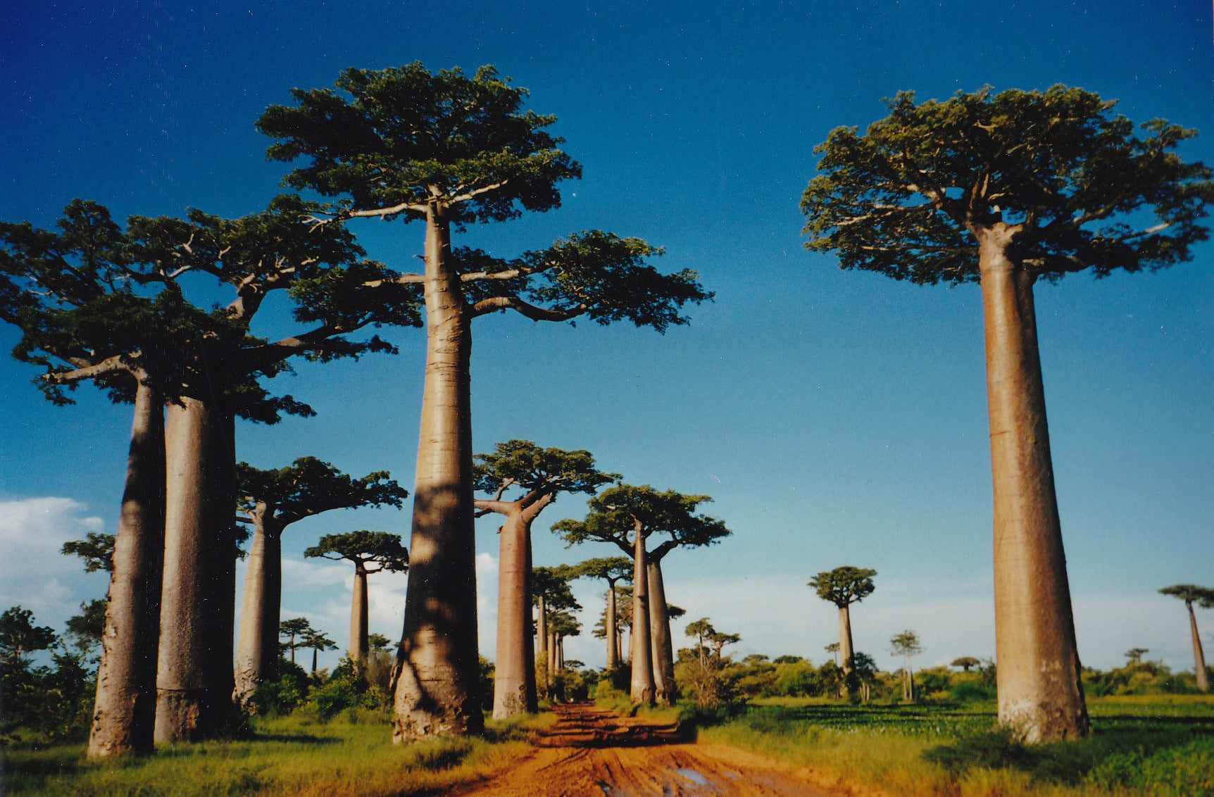 Baobab apenbroodboom