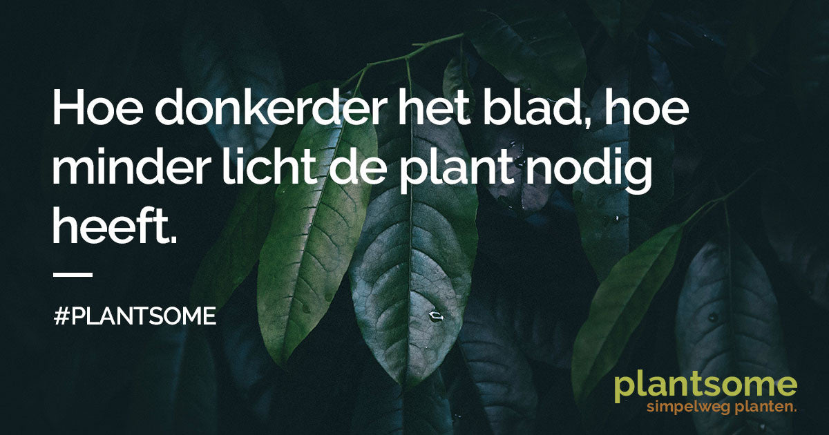 plantsome plant tip blad kleur