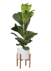 Ficus Lyrata (Vioolplant/Tabaksplant)