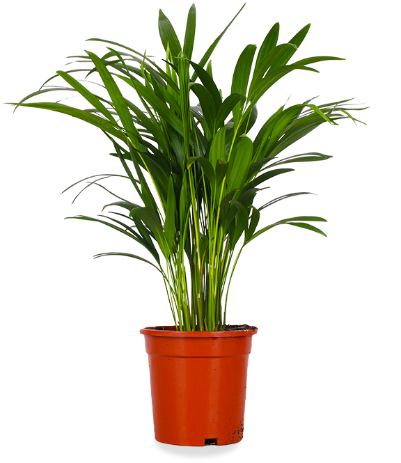 Perforeren Kneden Refrein Areca palm (Goudpalm) kopen | Plantsome