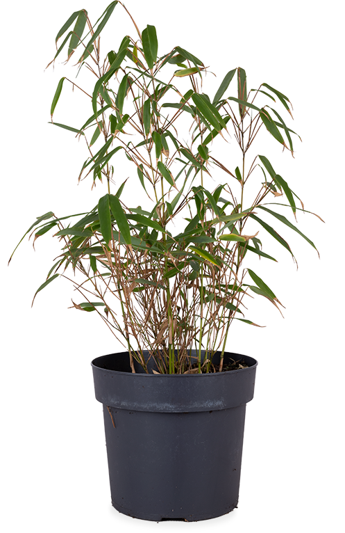 Fargesia rufa (Bamboe) Plantsome