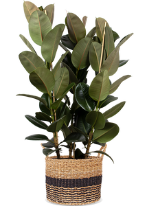 Ficus elastica (Rubberplant) (XL)