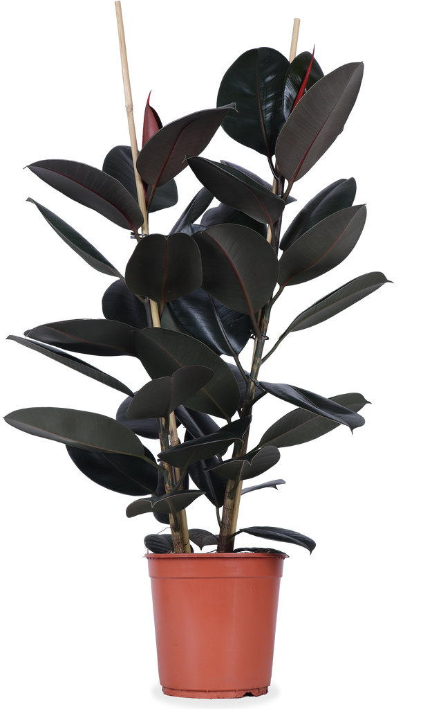regeren Einde bronzen Ficus Elastica (Rubberplant) kopen | Plantsome