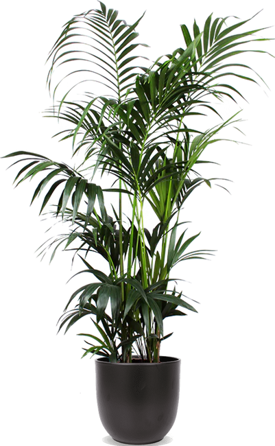 tyfoon fax Optimaal Palm planten voor binnen | Plantsome
