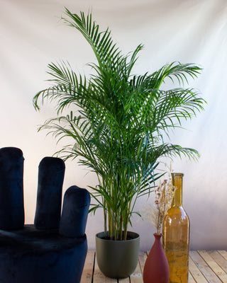 Areca palm (Goudpalm) kopen Plantsome