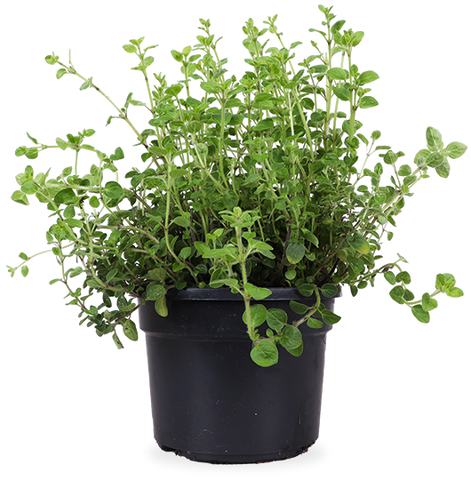 Oregano (Origanum – Plantsome