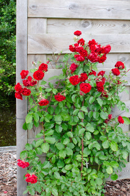 Laat je zien Schiereiland Concreet Rosa Crazy in love Red (Klimroos) kopen? | Plantsome