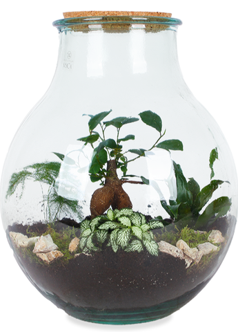 Pilfer Verzamelen elf Terrarium (Boris) kopen | Plantsome