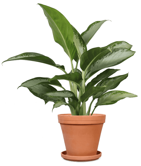 Aglaonema Silver Bay kopen? | Joep | Plantsome