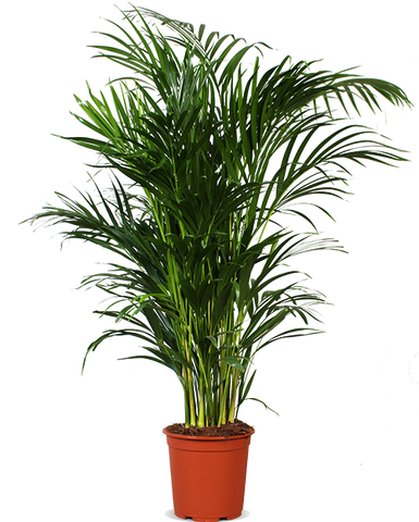 timer bodem Reageer Areca palm (Goudpalm) kopen | Plantsome