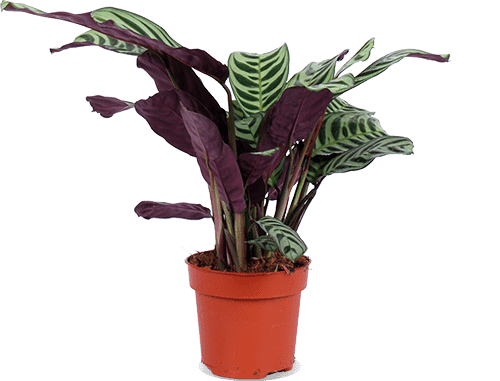 vastleggen uitsterven slim Ctenanthe Burle-Marxii (Gebedsplant) kopen? | Mooie Nel | Plantsome