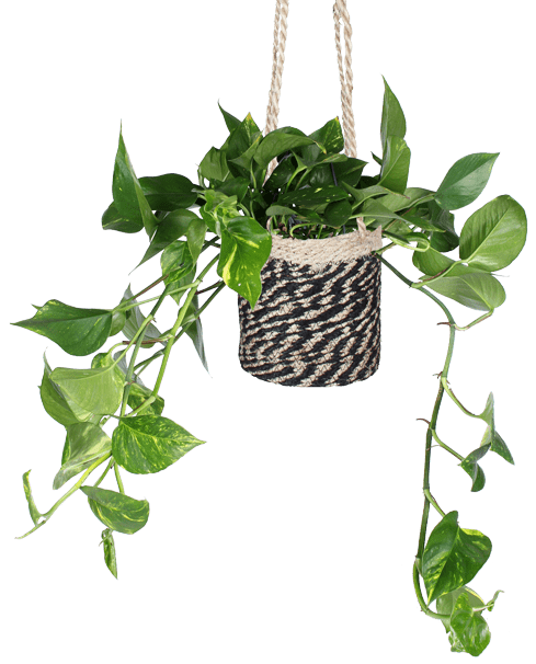 Arashigaoka advocaat handig Hangplanten – Plantsome