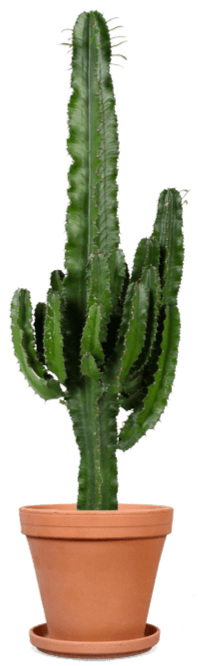 Euphorbia erytrea (Cowboycactus) (L) - Plantsome product image