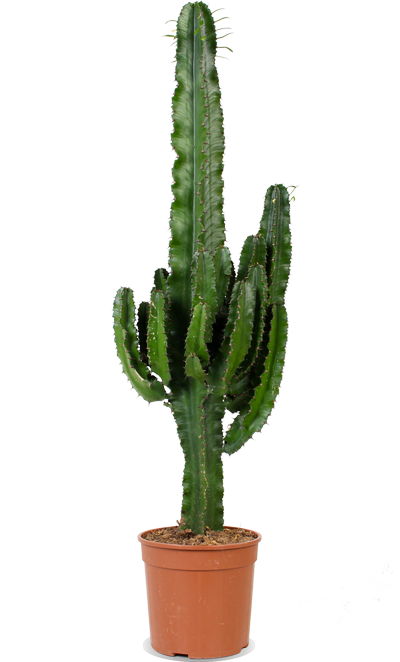 auditorium Vervelend zijde Euphorbia erytrea (Cowboycactus) | Plantsome