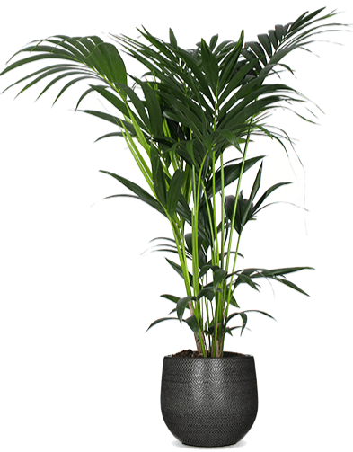 Nuchter zomer Aanhoudend Howea forsteriana (Kentiapalm) kopen | Plantsome