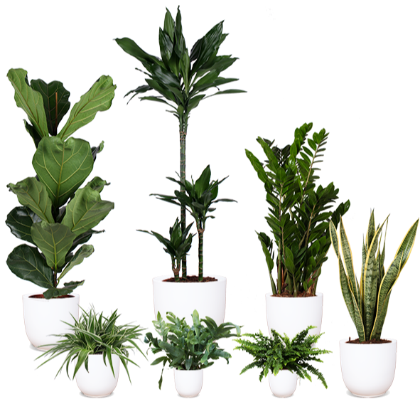 Kamerplanten | thuisbezorgd Plantsome