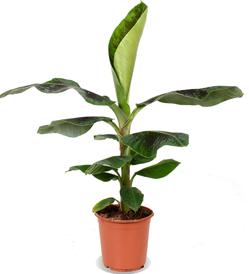 Populair adopteren Ingenieurs Musa dwarf cavendish (Bananenplant) | Plantsome