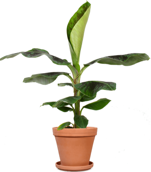 cafetaria Sitcom Shilling Musa dwarf cavendish (Bananenplant) | Plantsome