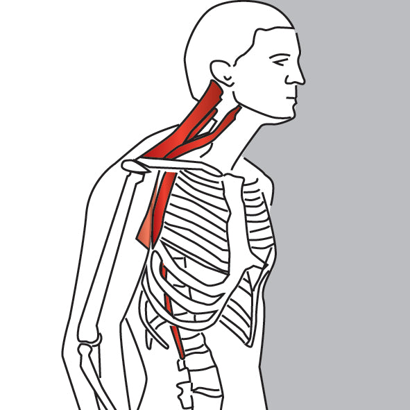 Neck Protraction Stretch – Niel Asher Education