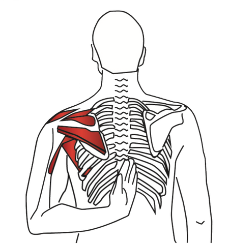 Supraspinatus- und Infraspinatus-Streckung