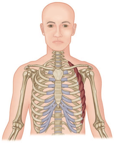 Serratus vordere Triggerpunkte