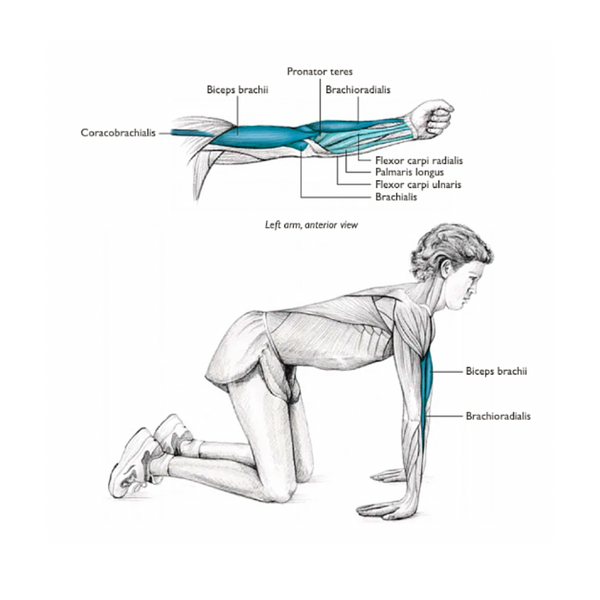 Anatomie und Dehnung des Brachioradialis-Muskels