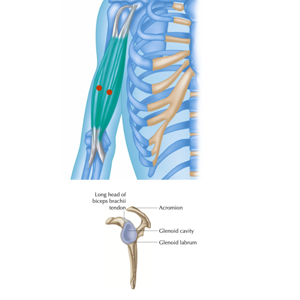 Biceps Brachii Muscle Trigger Point Release and Anatomy