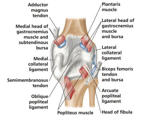 Popliteus Trigger Points Knee Pain