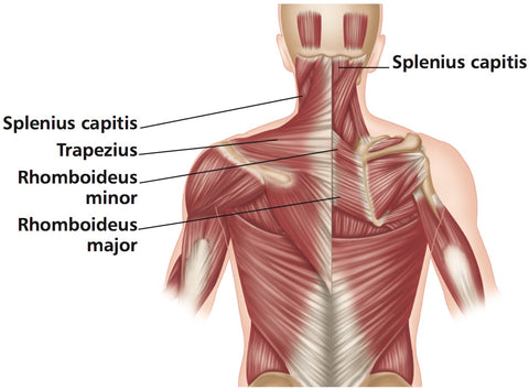 Head and Neck Trigger Points