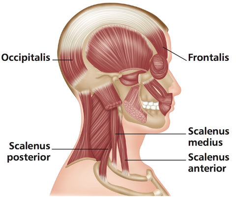 Head and Neck Trigger Points