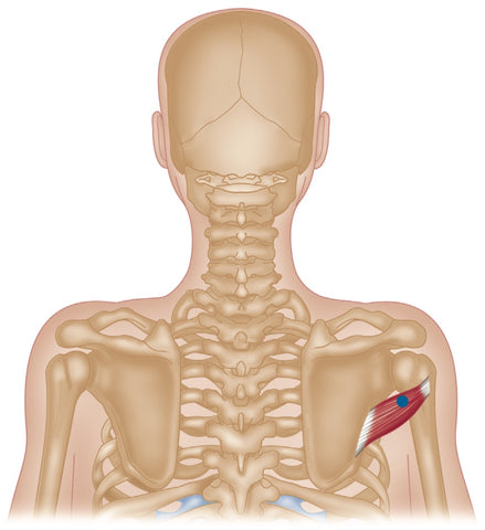 Teres Major - The Trigger Point & Referred Pain Guide